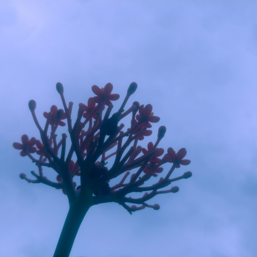 Herodes profile image: red flowers against a cloudy blue sky